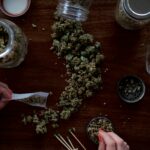 Cannabis plant leaves representing cannabis education, cannabinoids and botanical research