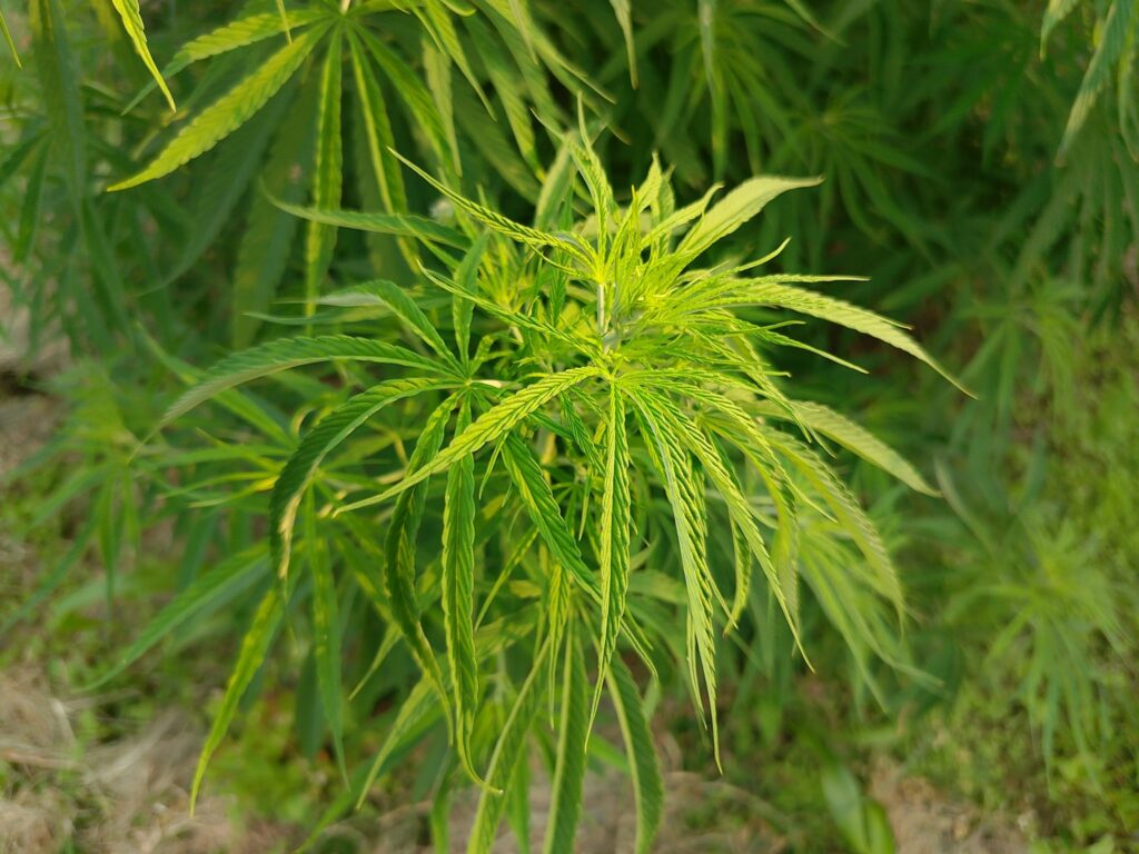 Close-up of a green cannabis plant with serrated leaves growing outdoors