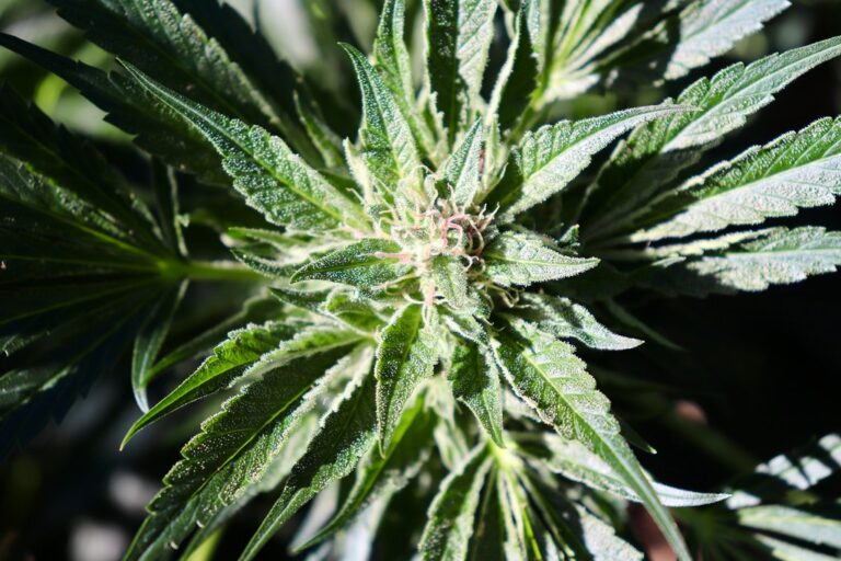 Flowering cannabis plant