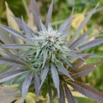 Flowering cannabis plant