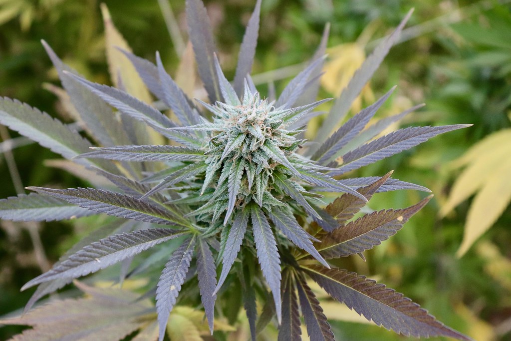 Flowering cannabis plant