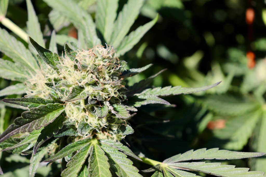 Flowering cannabis plant